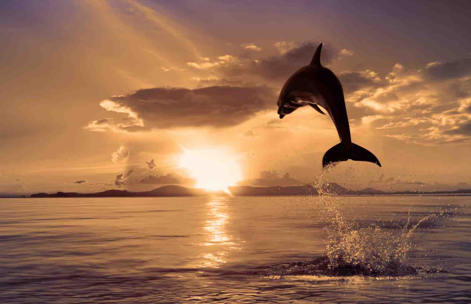 Leaping Dolphin Sunset Serenity Wall Art