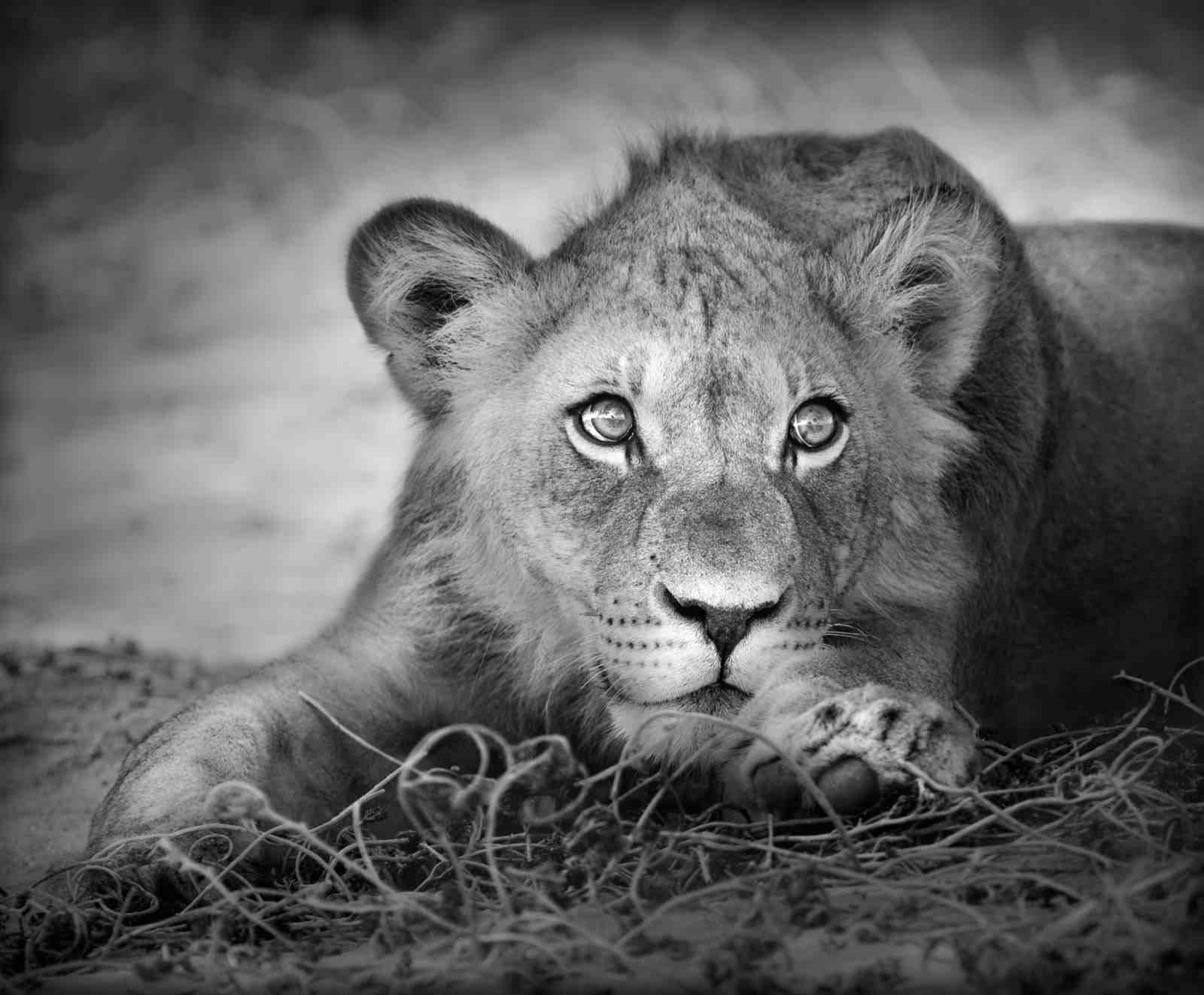 Majestic Lion Portrait Black & White Wall Art