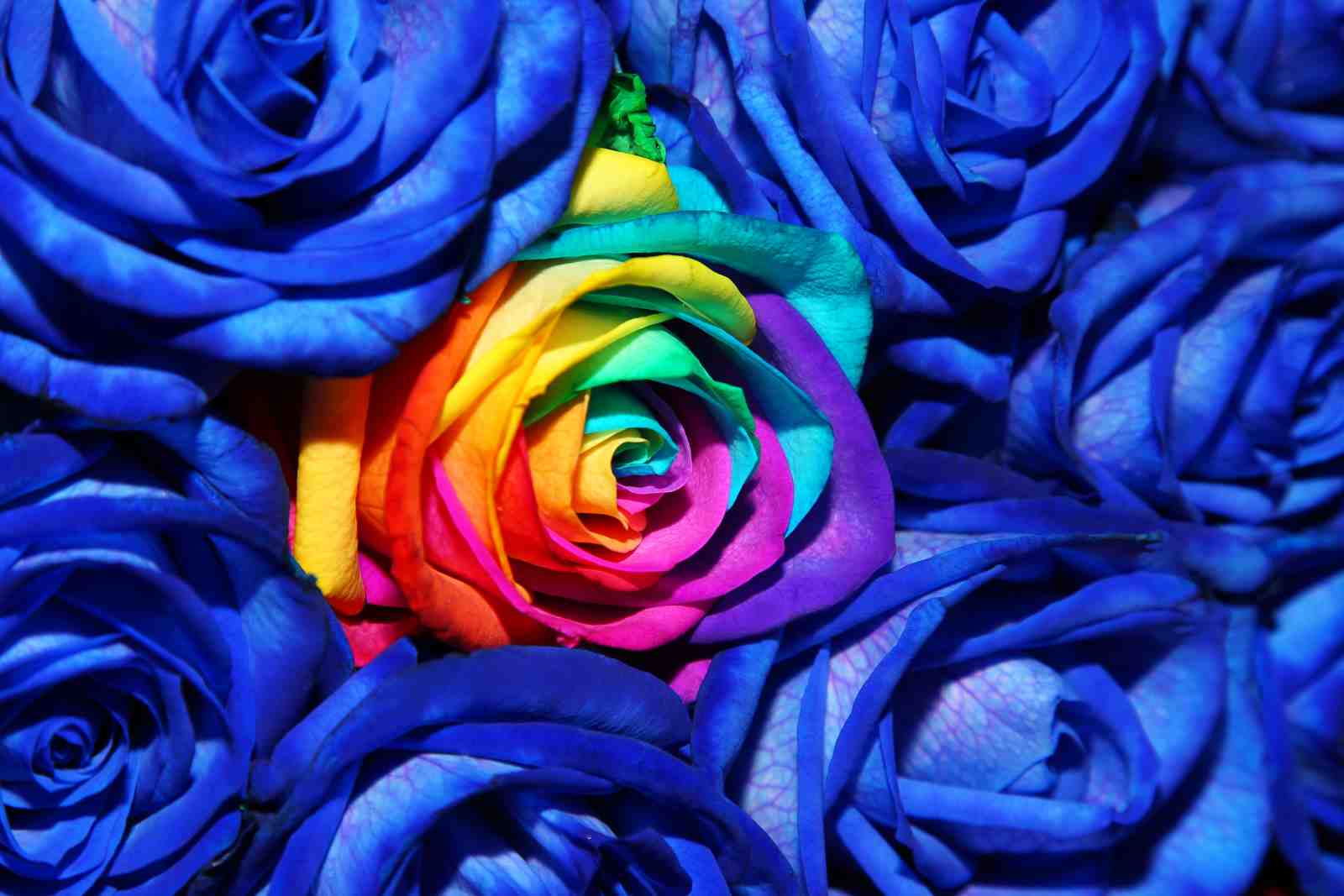 Vibrant Rainbow Rose Bouquet Wall Art