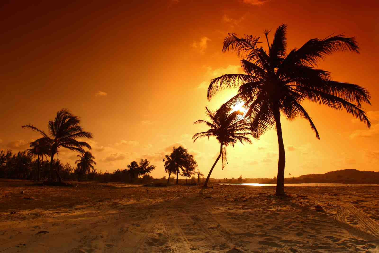 Tropical Sunset Palm Trees Wall Art