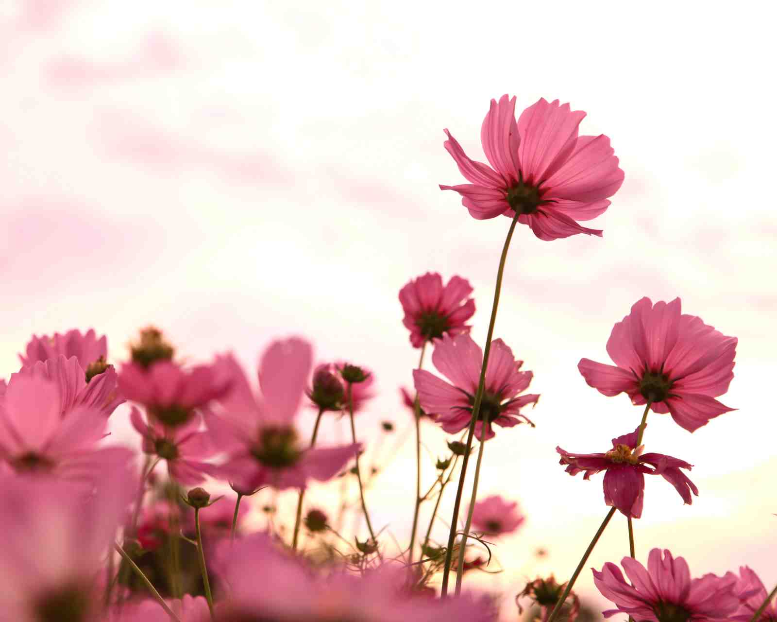 Pink Cosmos Field Serenity Wall Art