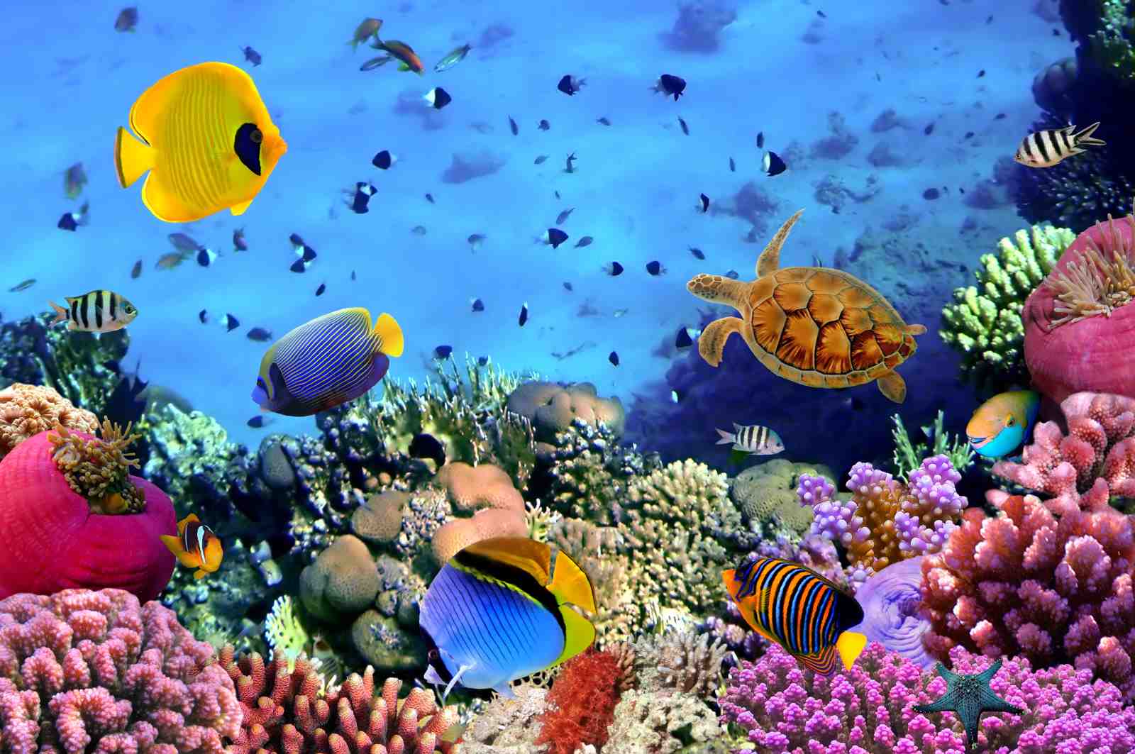 Vibrant Underwater Coral Reef Wall Art