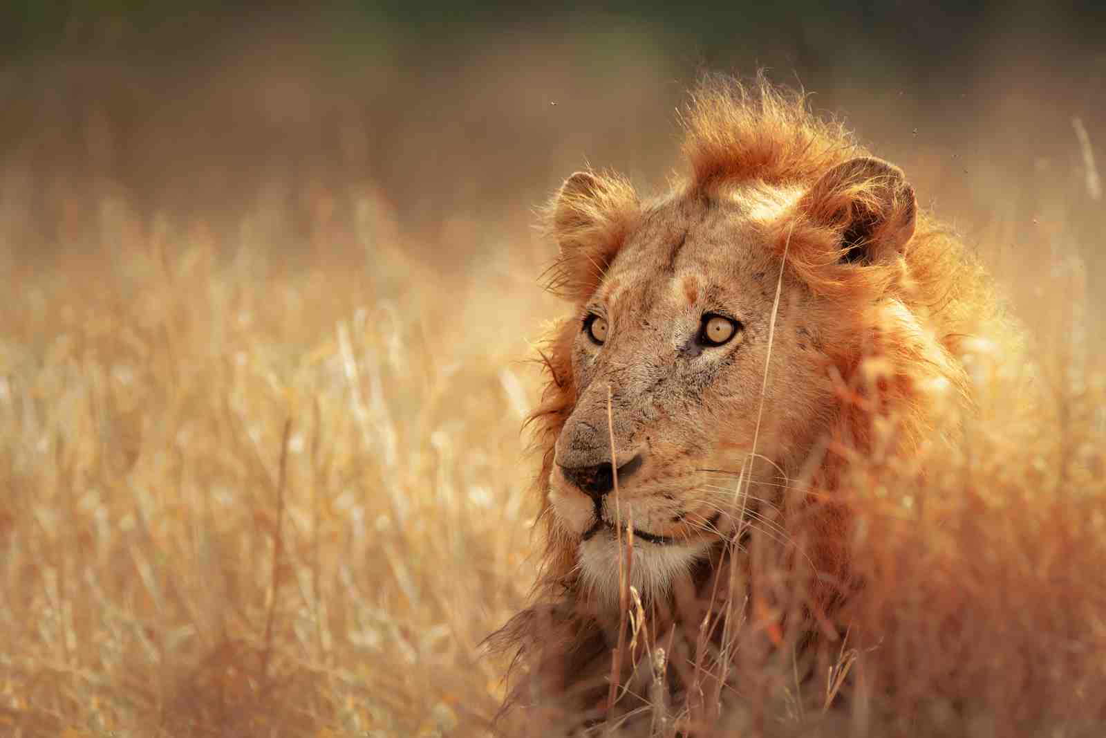Majestic Lion in Golden Savannah Wall Art