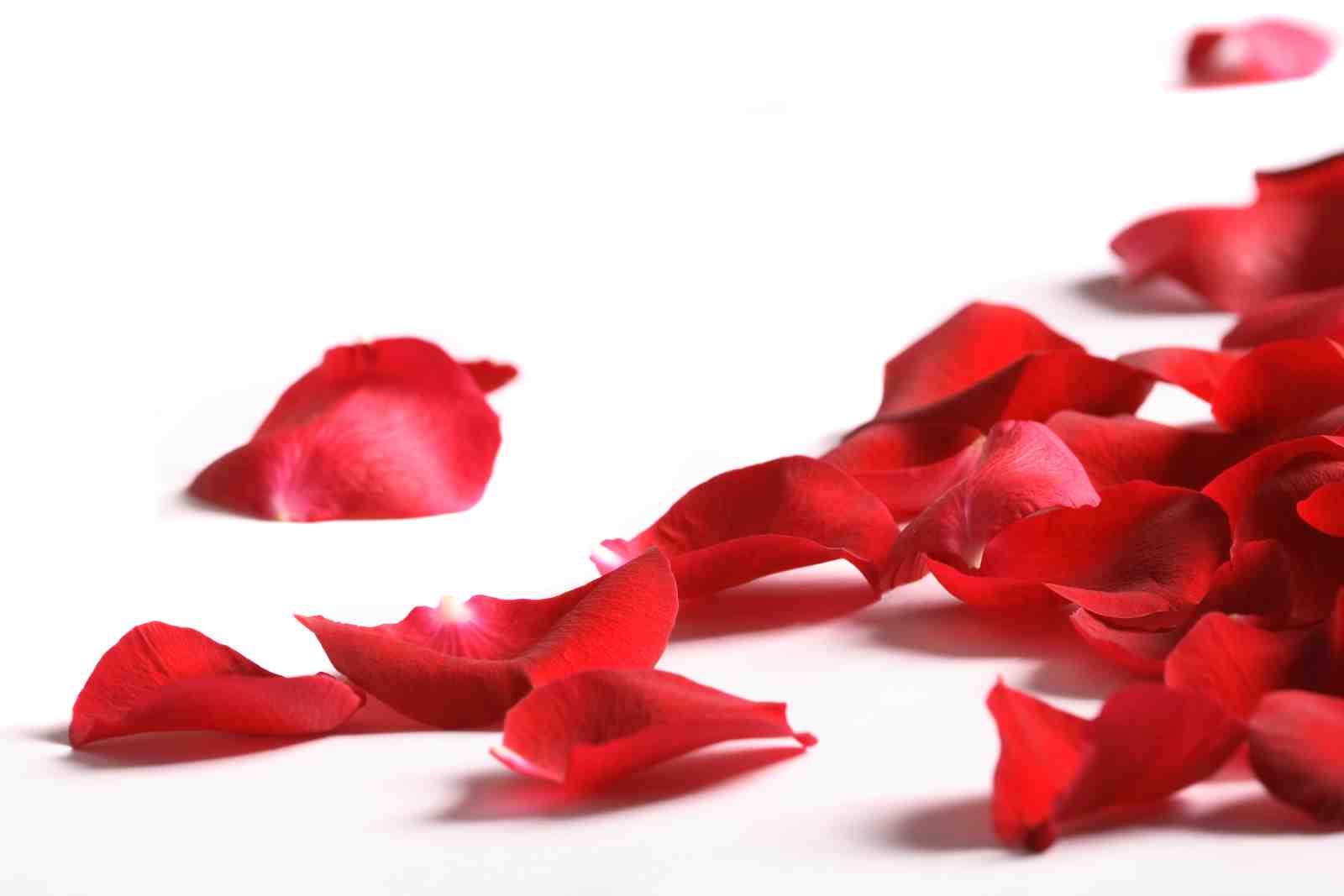 Romantic Red Rose Petals Wall Art