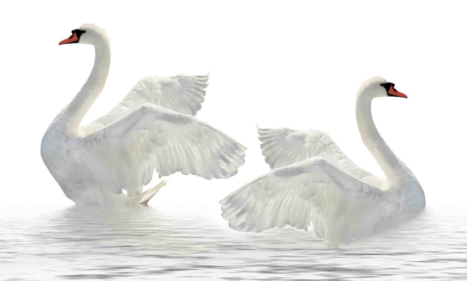 Elegant Swans Graceful Wings Wall Art