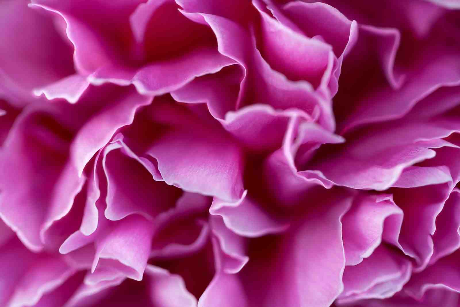 Vibrant Pink Peony Petals Abstract Wall Art