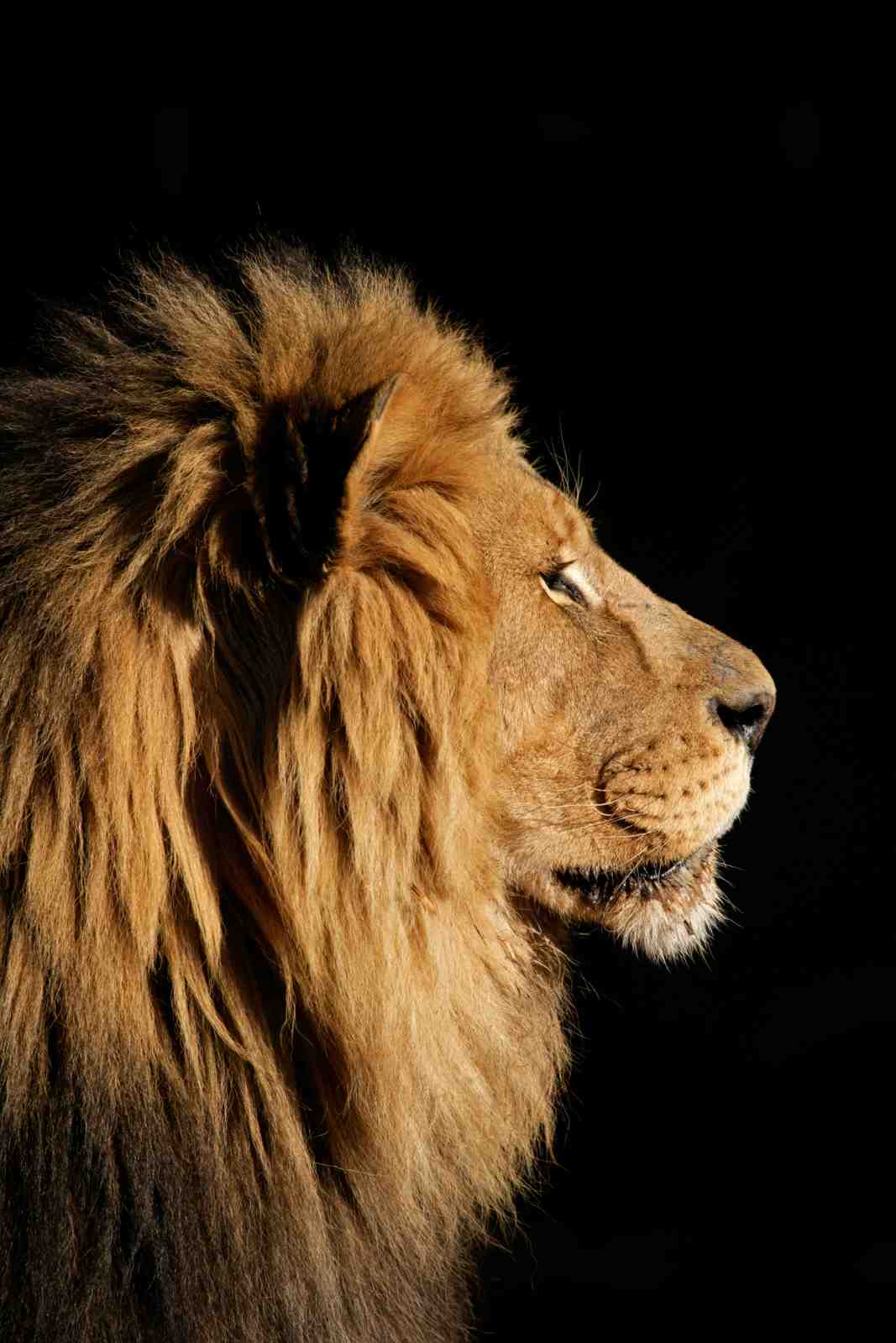 Majestic Lion Profile Wildlife Wall Art