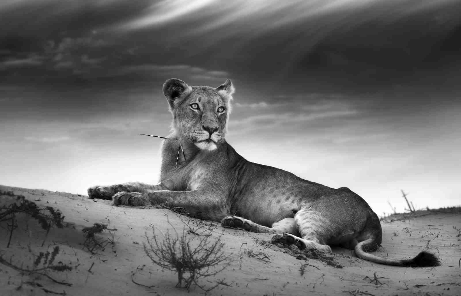 Majestic Lioness Serene Desert View Wall Art