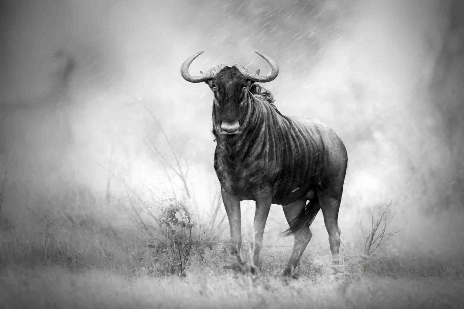 Majestic Wildebeest Black and White Wall Art