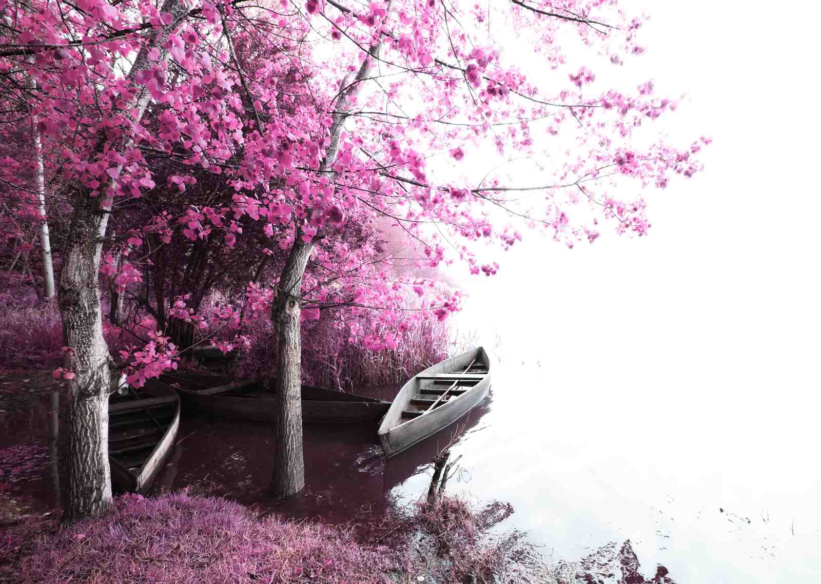 Enchanting Pink Forest & Boat Wall Art