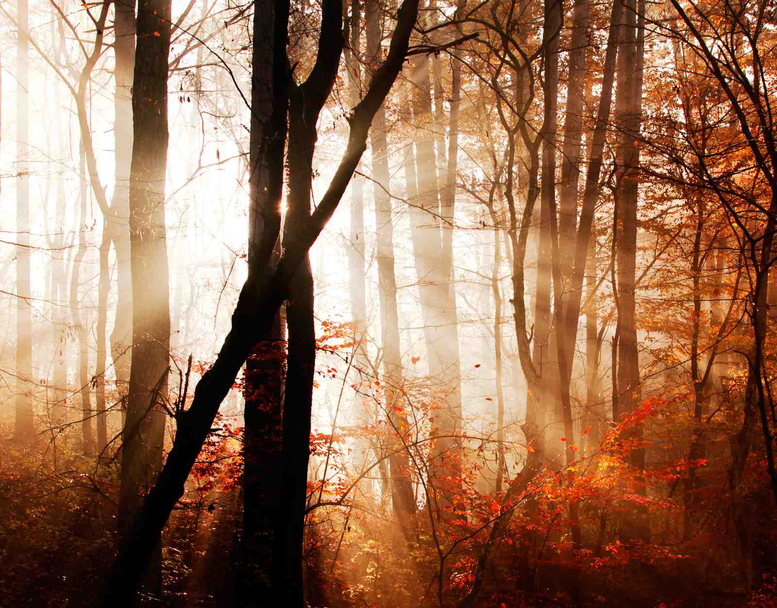 Enchanting Forest Light Wall Art