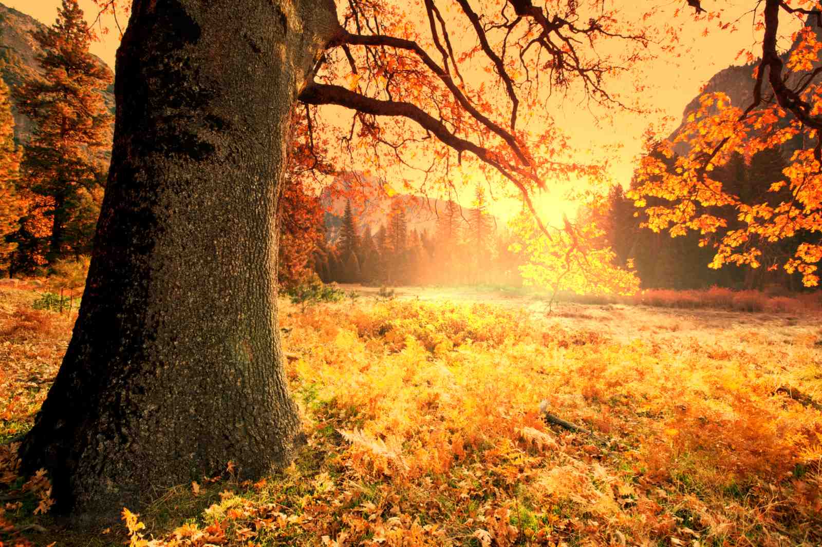 Golden Autumn Yosemite Landscape Wall Art