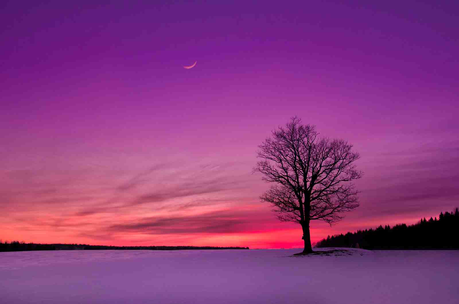 Solitary Tree Sunset Dream Wall Art