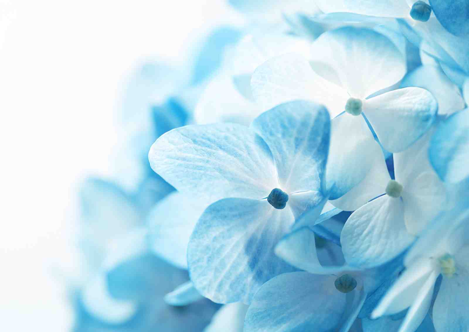 Serene Blue Hydrangea Floral Wall Art