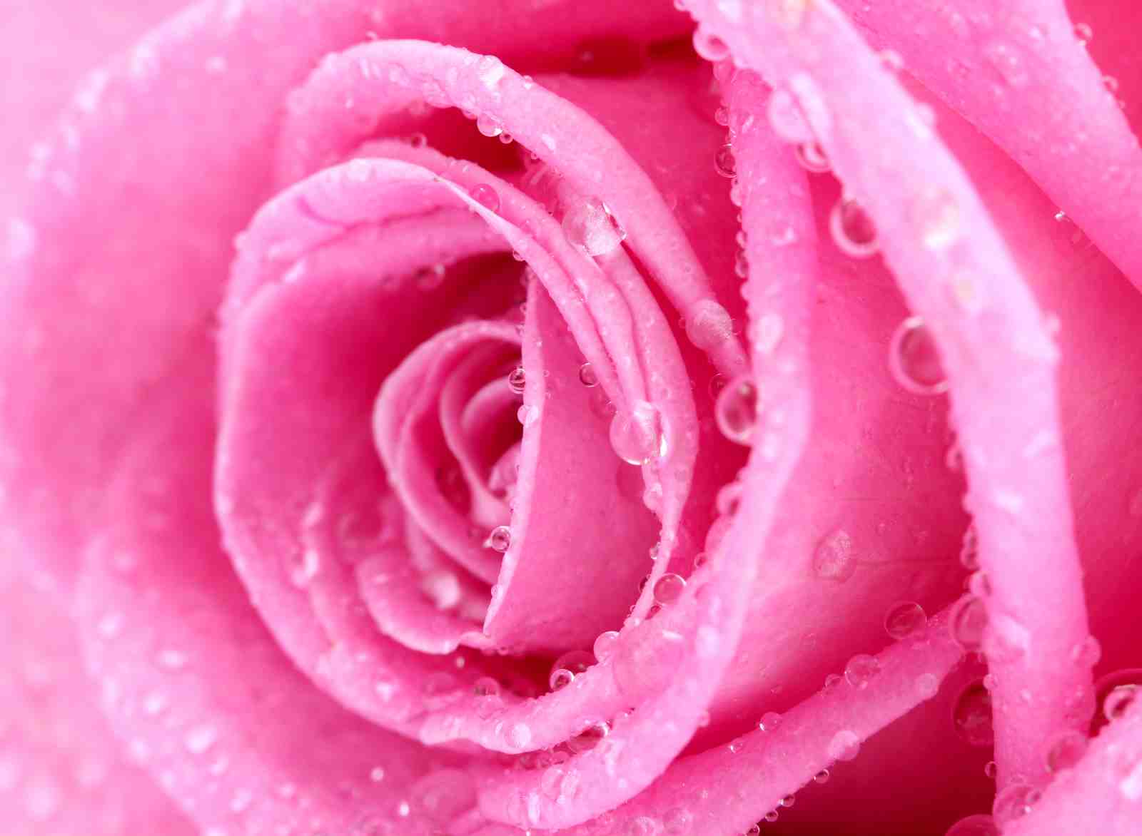 Vibrant Pink Rose Dew Drops Wall Art