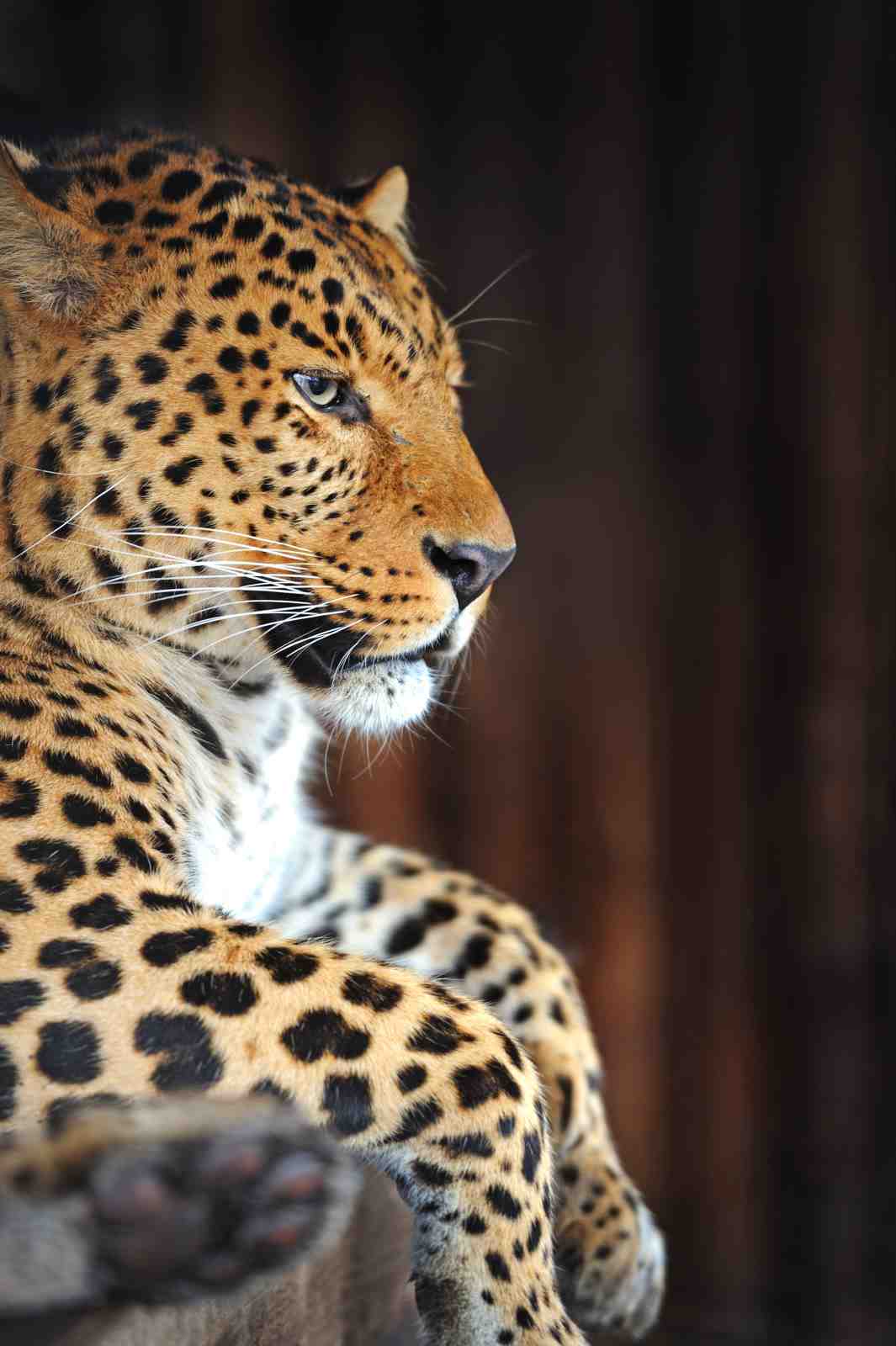 Majestic Leopard Portrait Wall Art