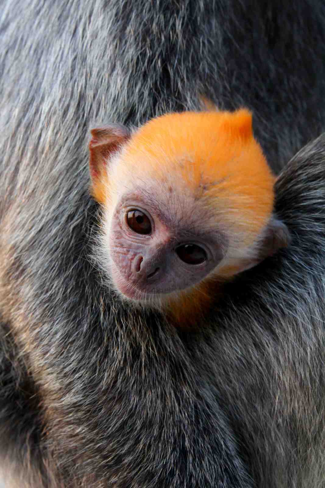 Adorable Baby Monkey Hug Wall Art