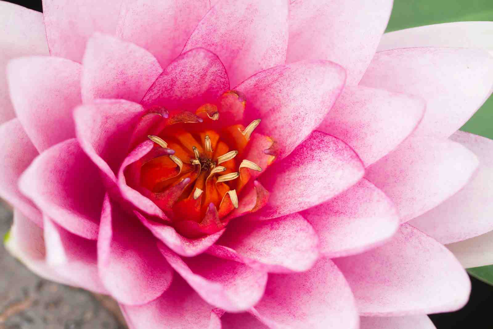 Pink Lotus Flower Bloom Wall Art