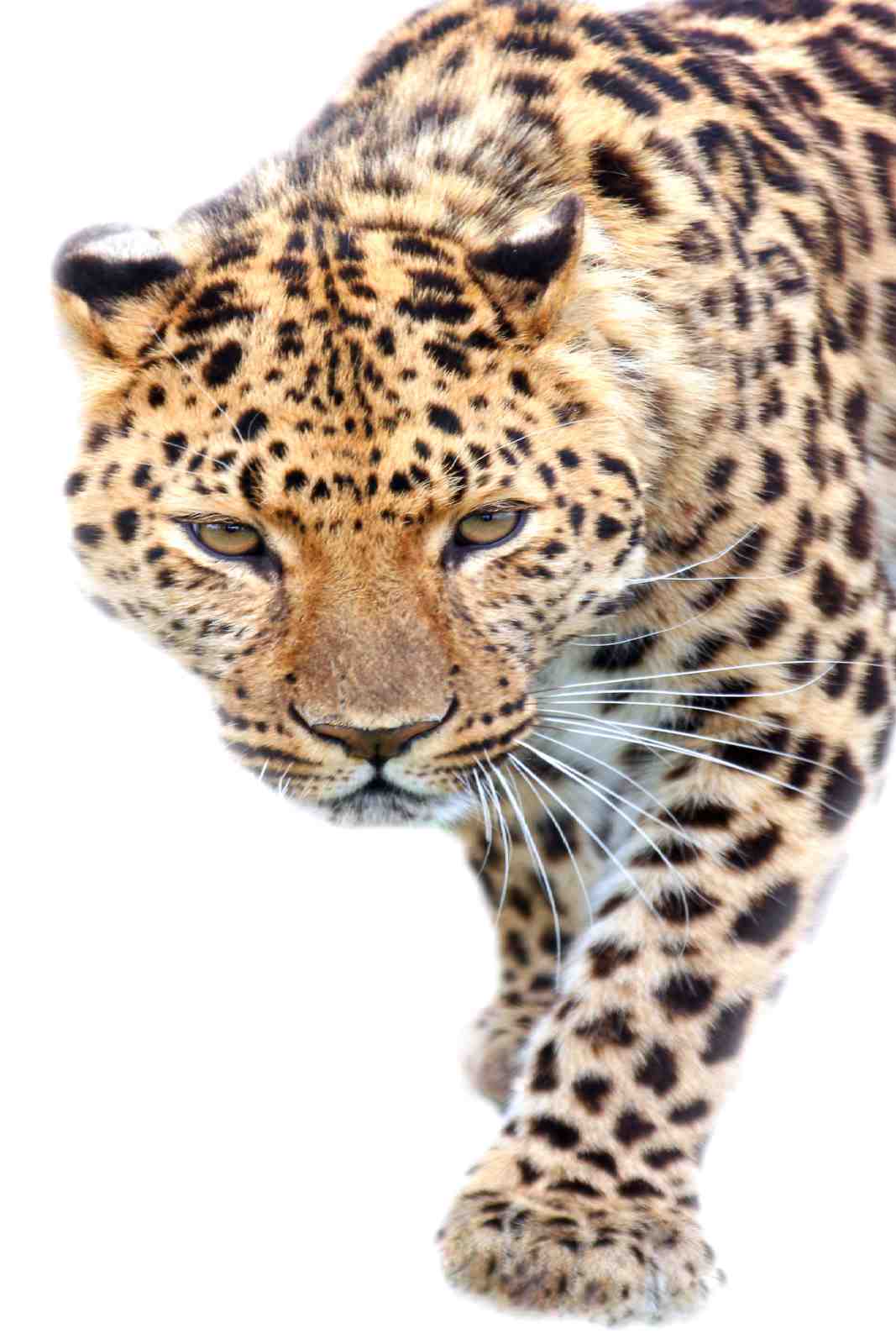 Majestic Leopard Portrait Wall Art