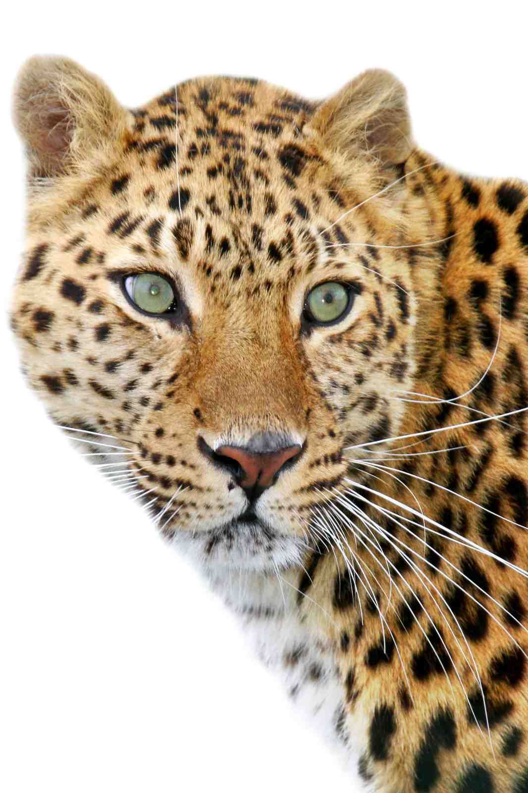 Majestic Leopard Eyes Wall Art