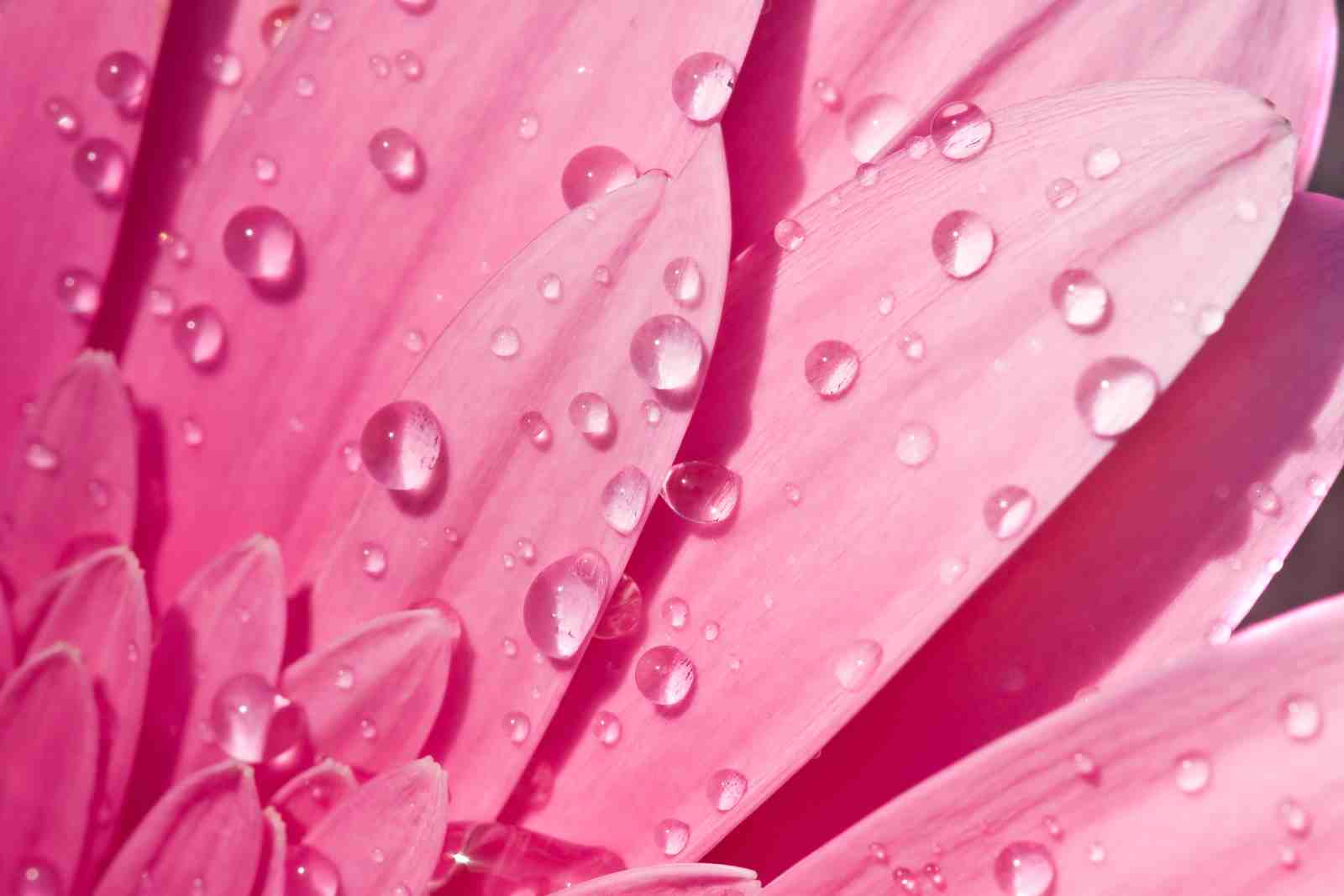 Vibrant Pink Daisy Dewdrops Wall Art