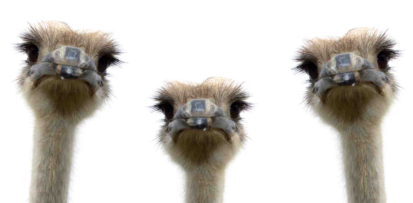 Quirky Ostrich Trio Wall Art