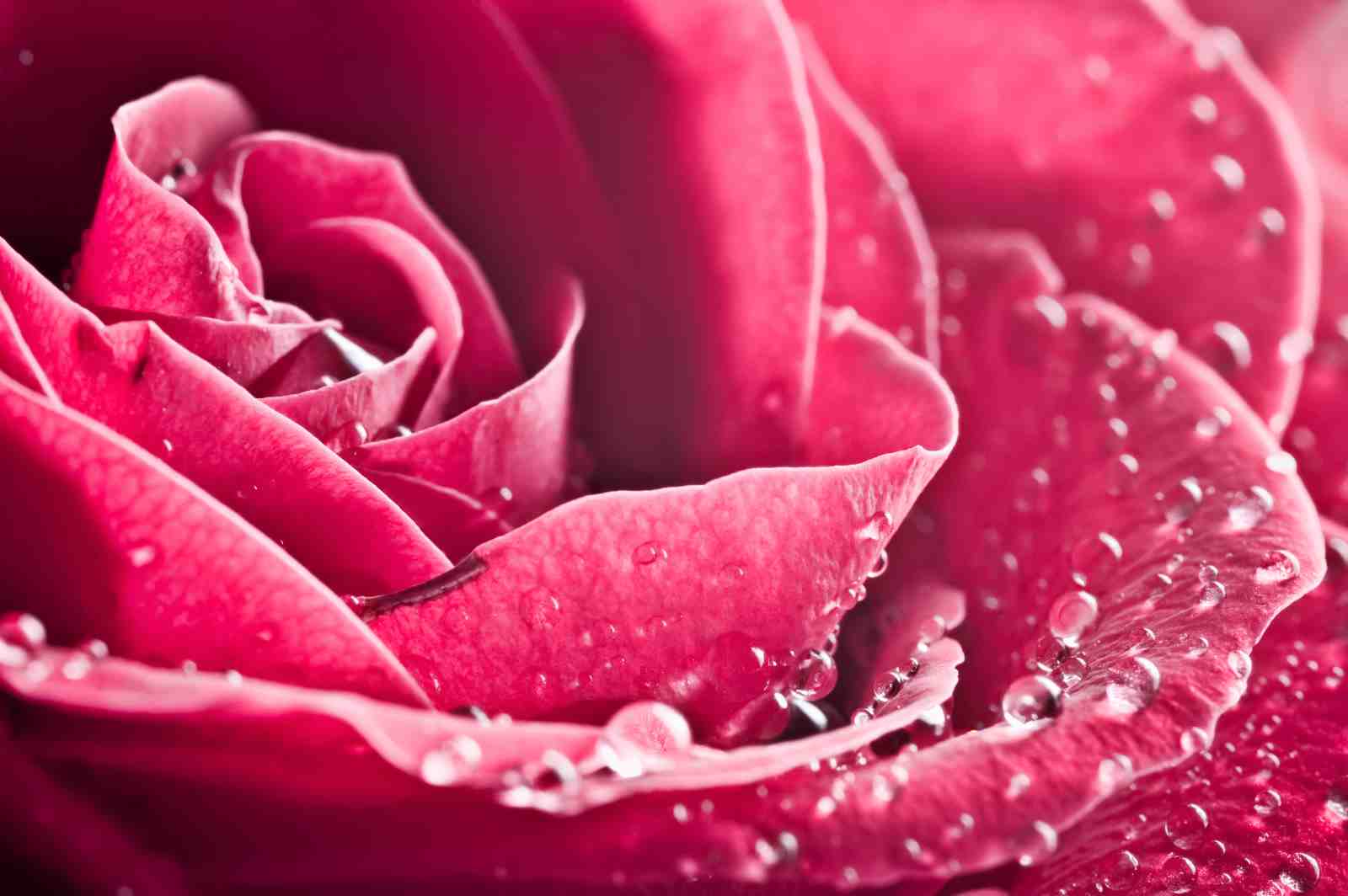 Vibrant Pink Rose with Dewdrops Wall Art