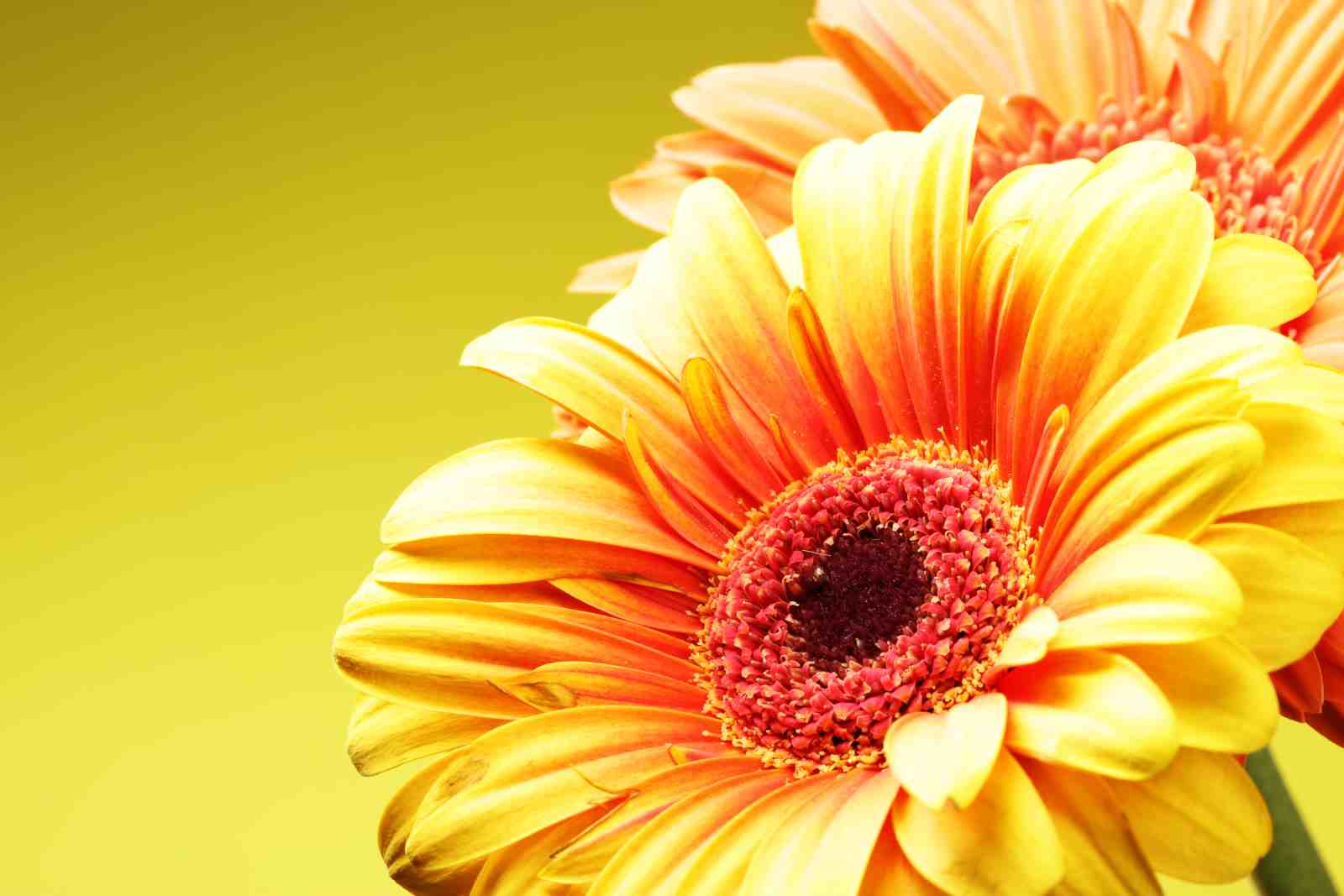 Vibrant Gerbera Daisy Floral Wall Art