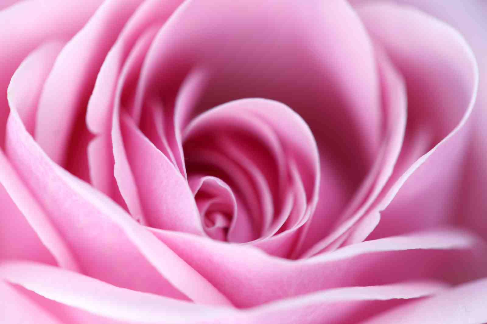 Elegant Pink Rose Macro Art Wall Art