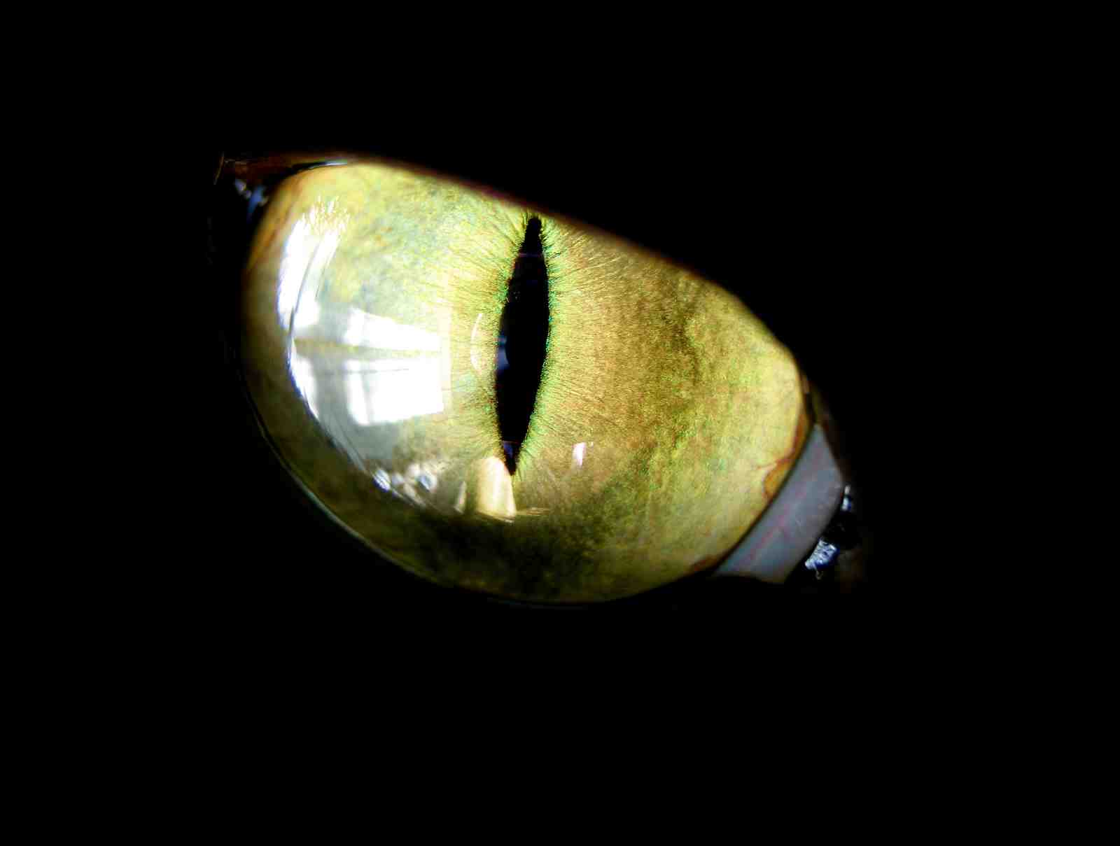 Mystic Green Cat Eye Wall Art