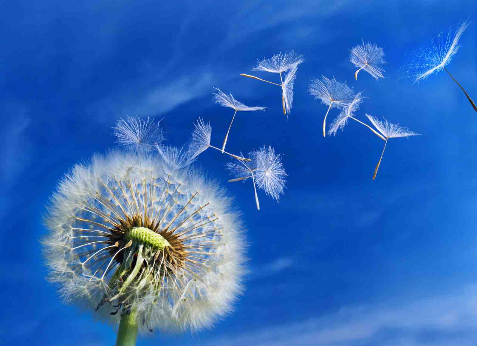 Dreamy Dandelion Seeds Floating Wall Art