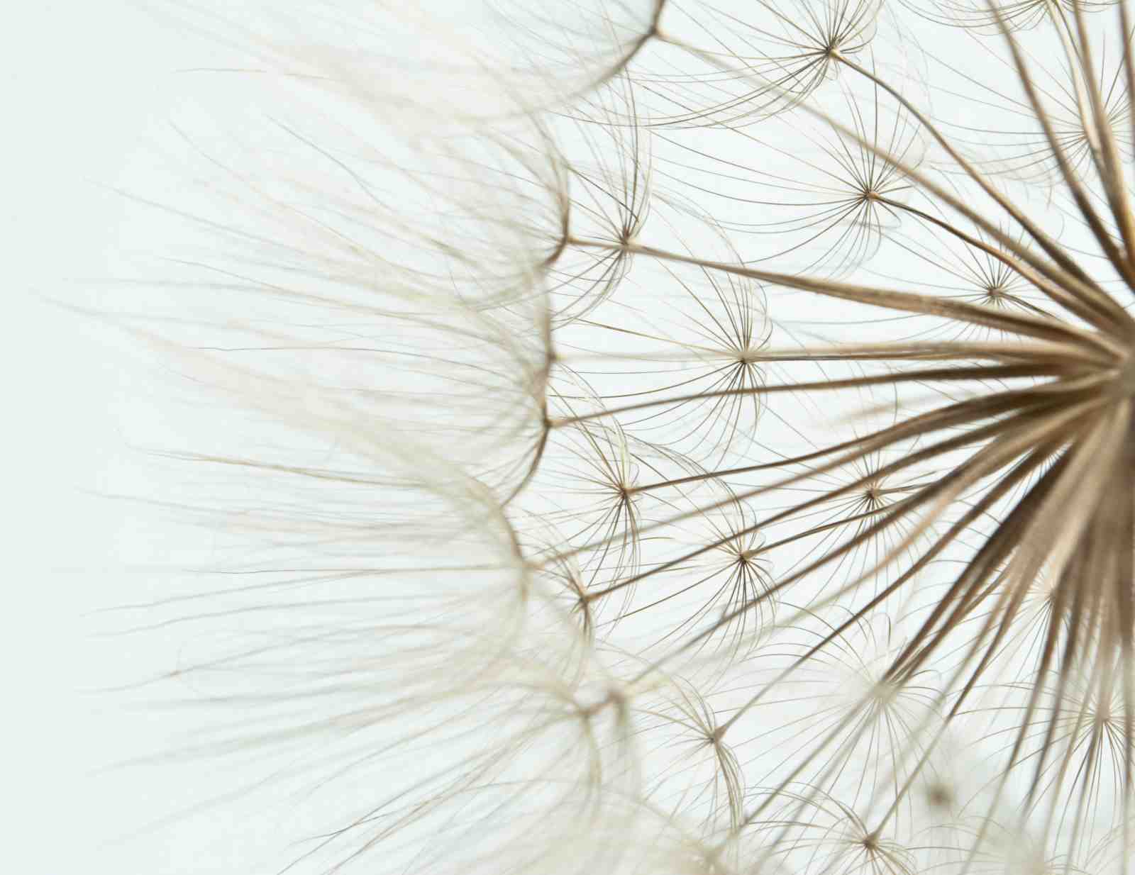 Abstract Dandelion Wish Wall Art