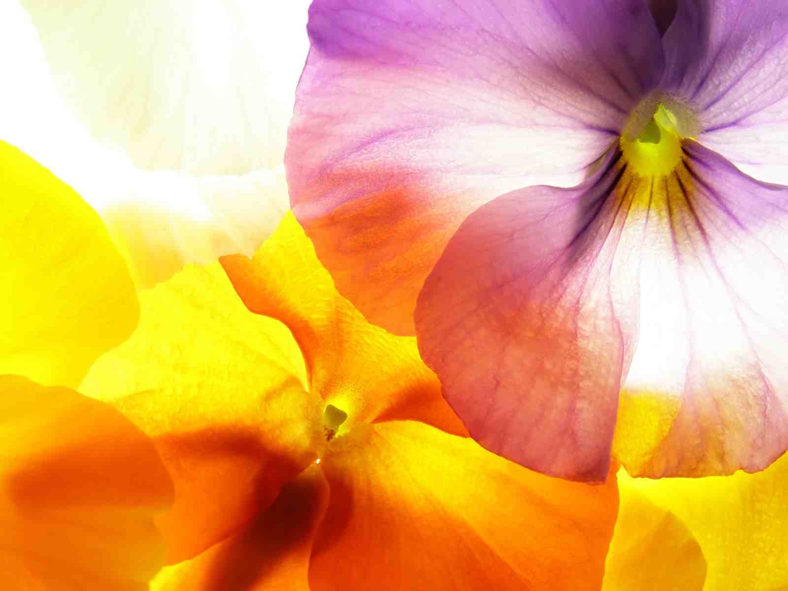 Vibrant Floral Close-Up Wall Art