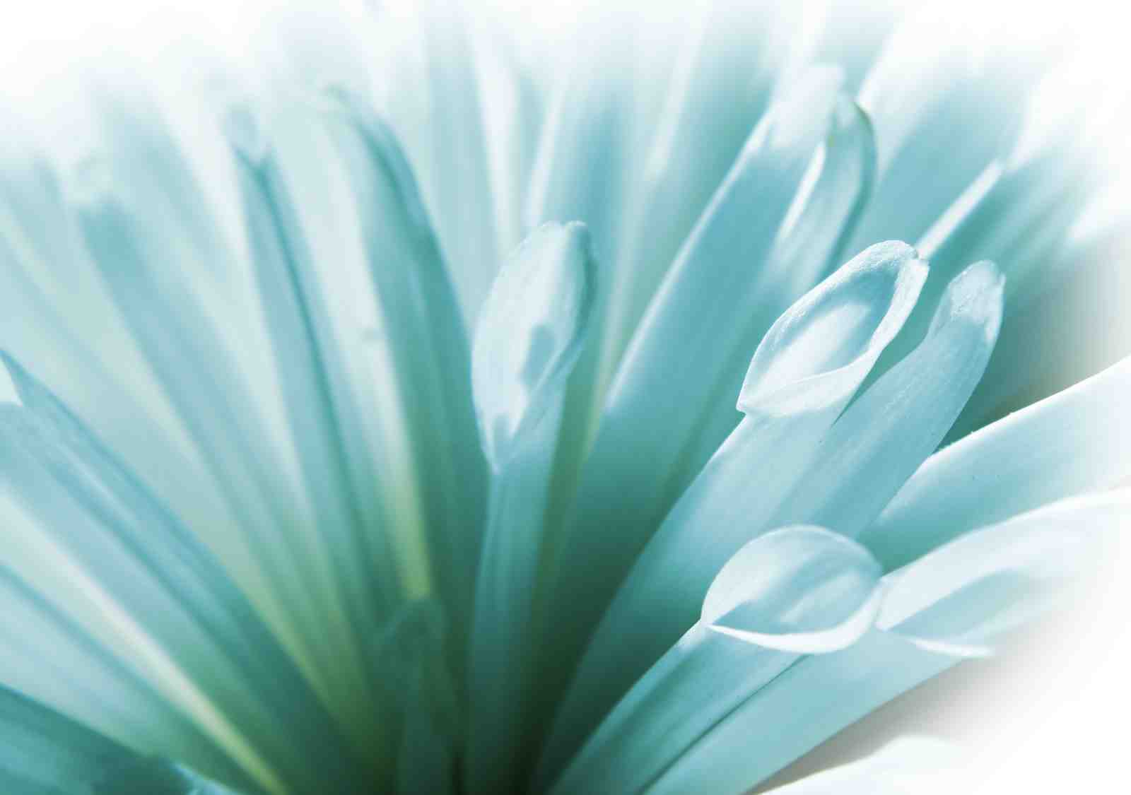 Serene Blue Petal Bloom Wall Art