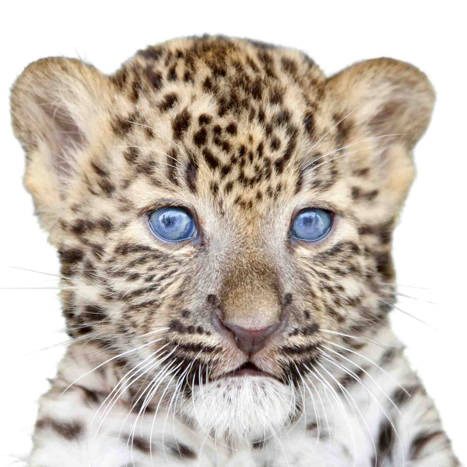 Adorable Leopard Cub Blue Eyes Wall Art