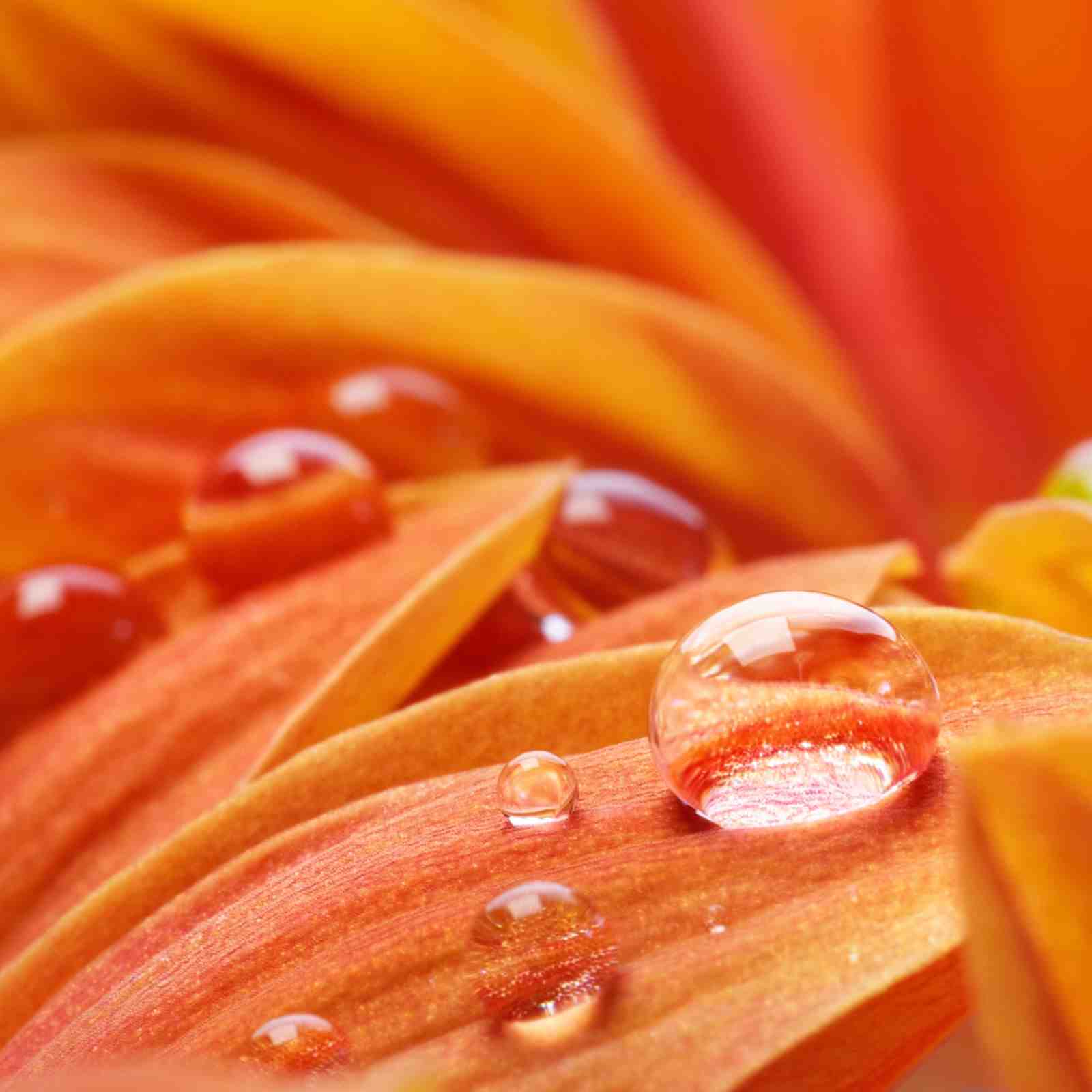 Vibrant Water Droplet Flower Wall Art