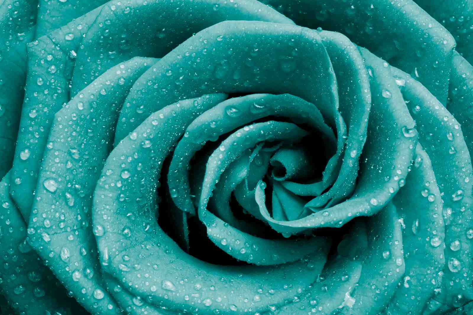 Teal Rose with Dewdrops Wall Art
