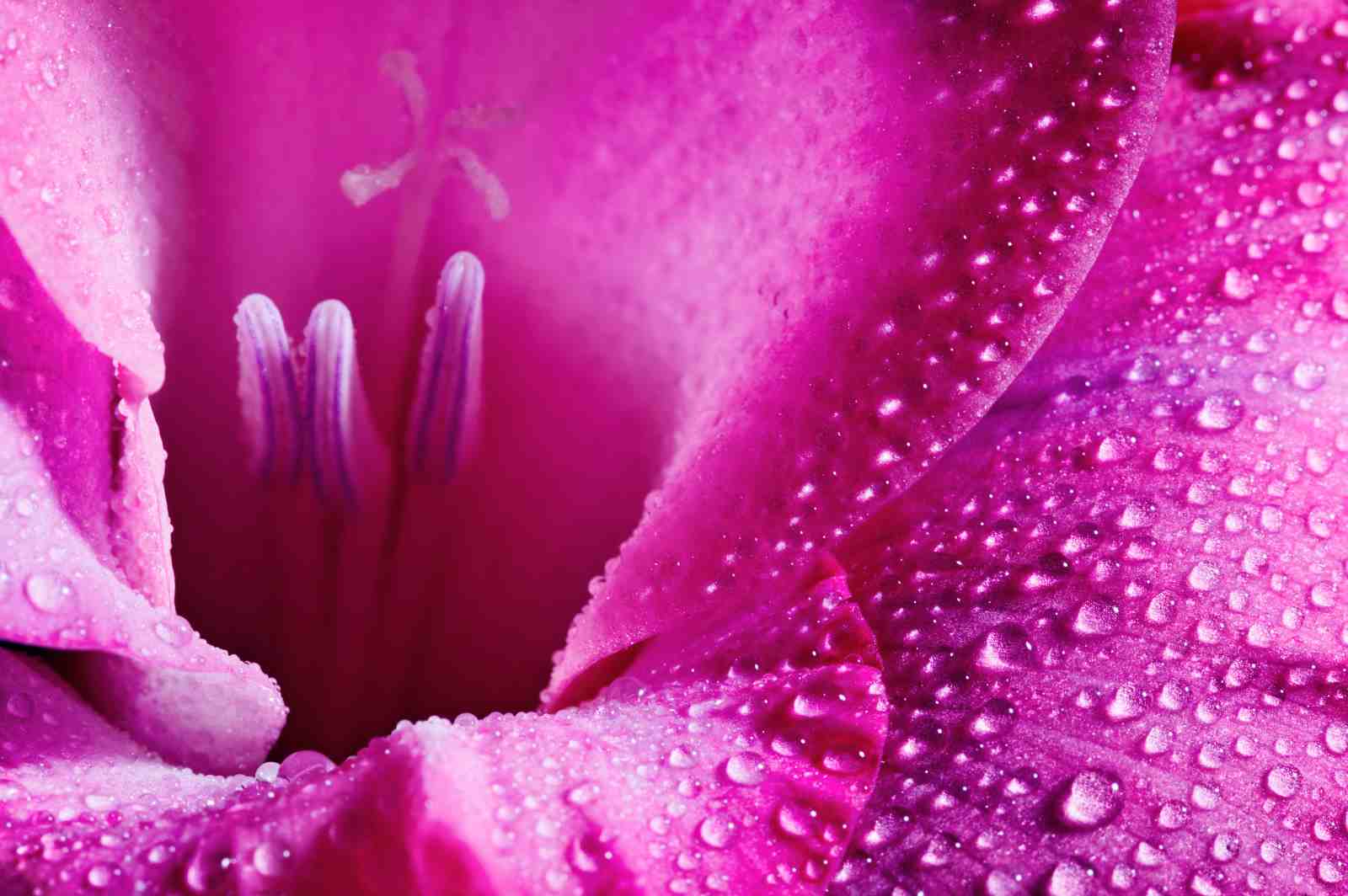Vibrant Magenta Gladiolus Macro Wall Art