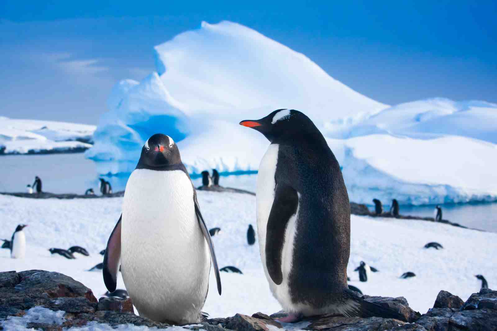 Adorable Penguins in Antarctica Wall Art