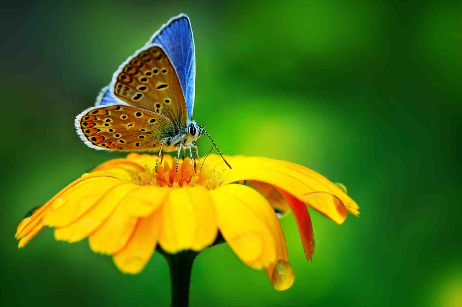 Vibrant Butterfly on Yellow Flower Wall Art