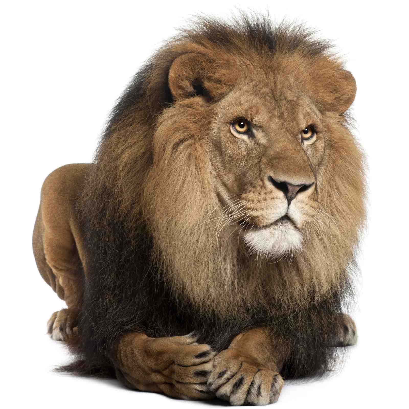 Majestic Lion Portrait Wall Art | Wildlife Art