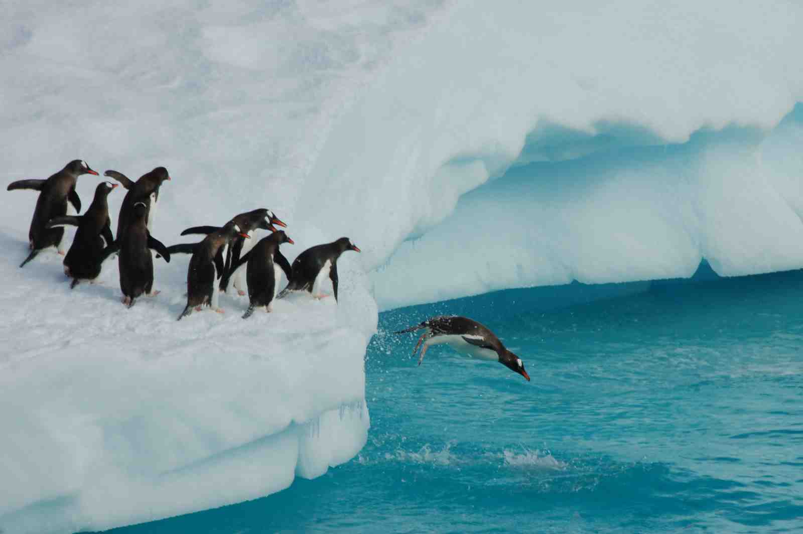 Penguins Taking the Plunge Wall Art