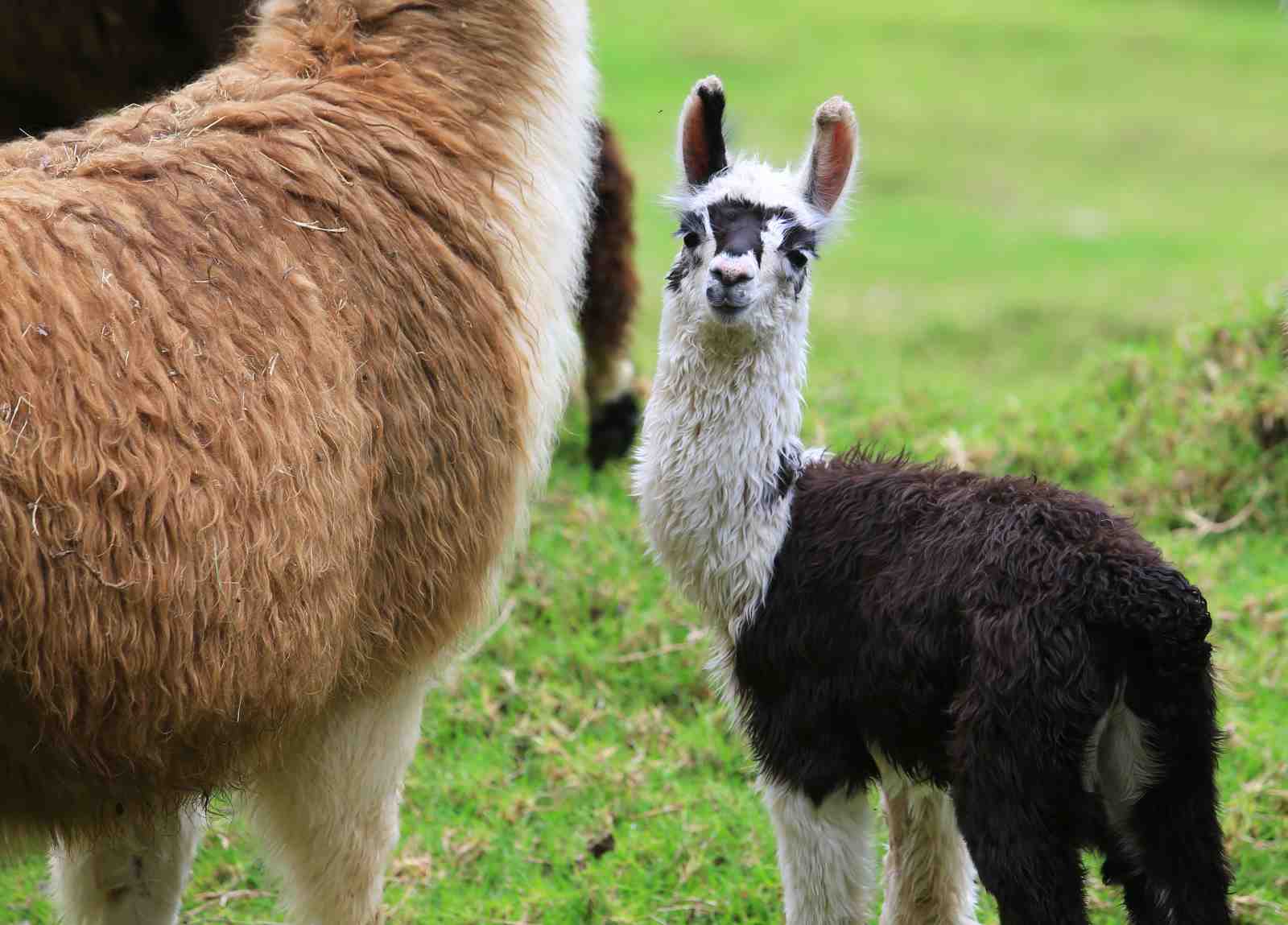Adorable Baby Llama Farm Animal Wall Art