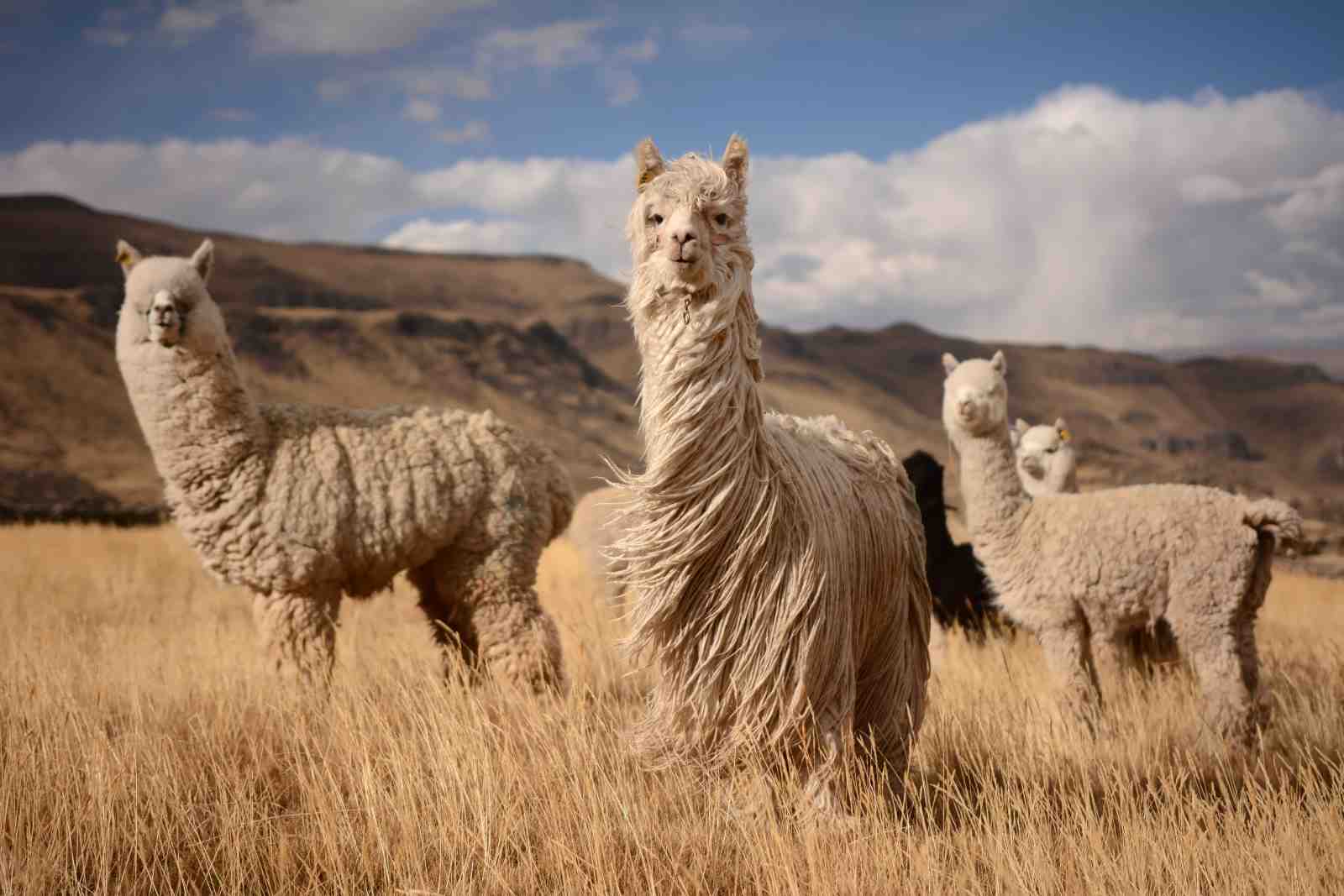 Andean Alpaca Herd Wall Art