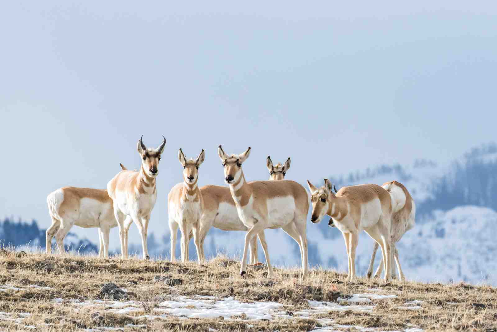 Majestic Pronghorn Herd Wall Art