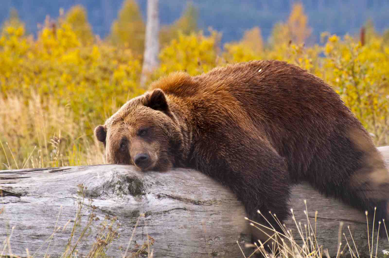 Majestic Grizzly Bear on Log Wall Art