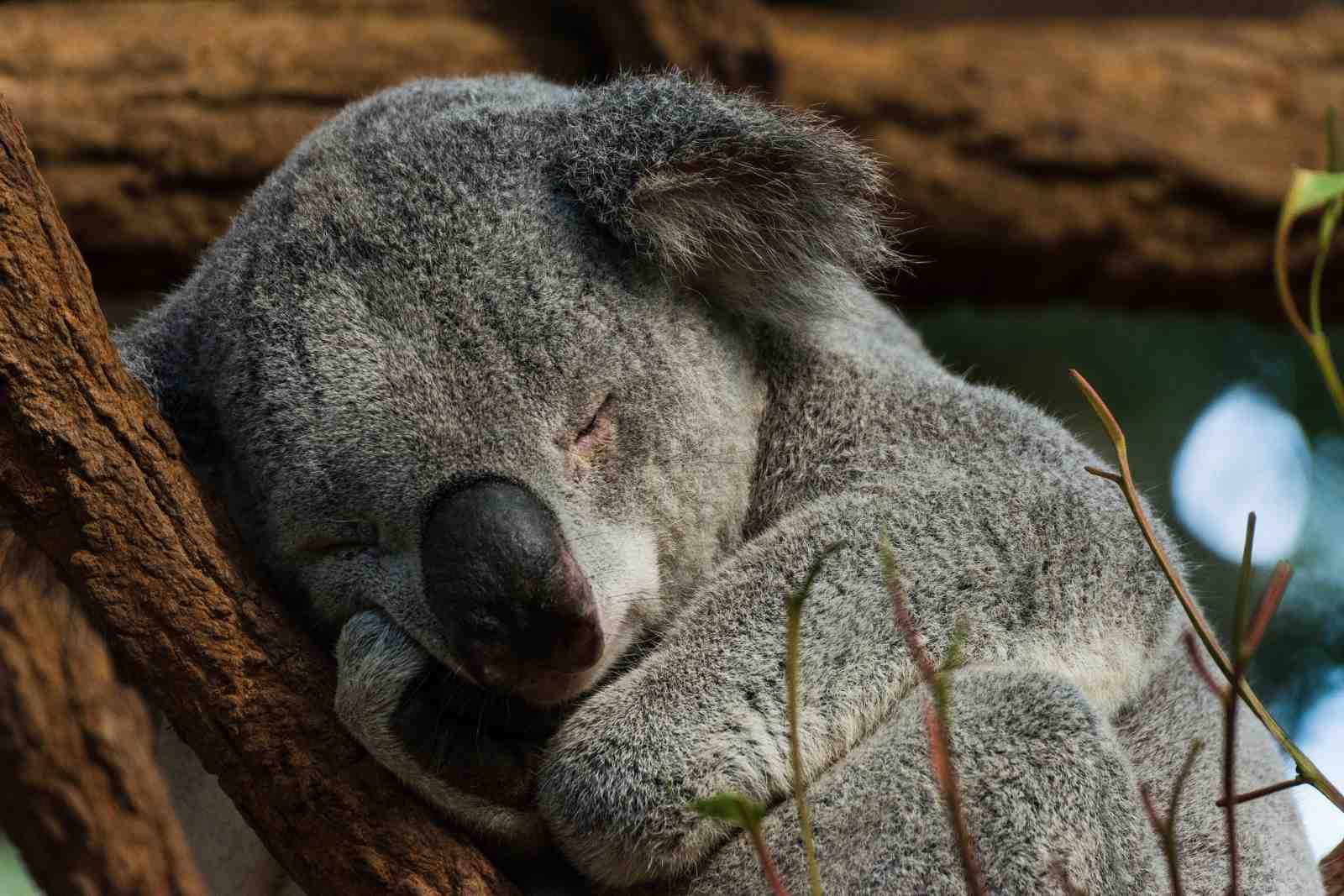 Peaceful Koala Sleeping on Tree Wall Art