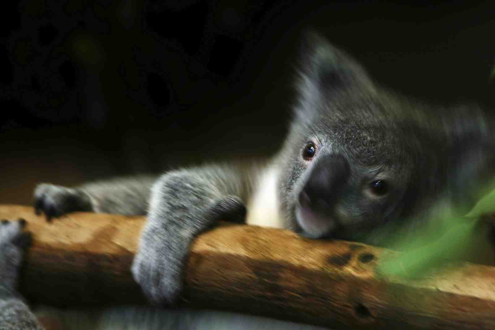 Adorable Koala Resting on Branch Wall Art
