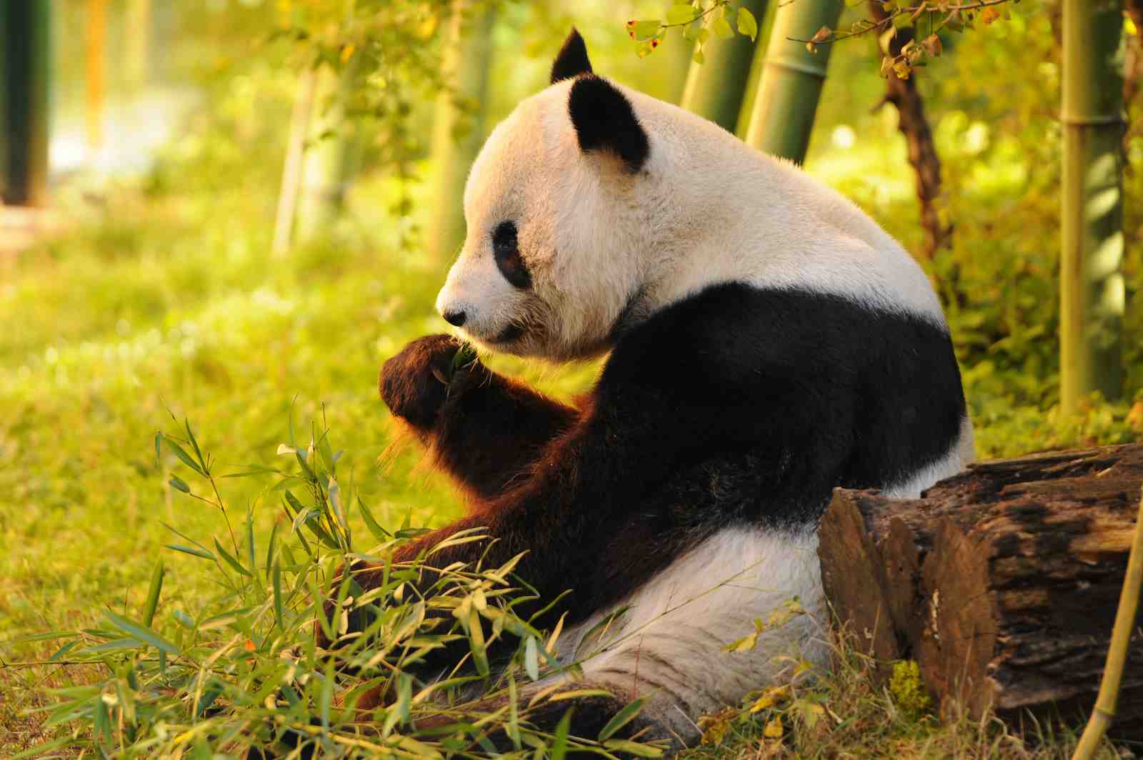 Serene Panda Bamboo Forest Wall Art