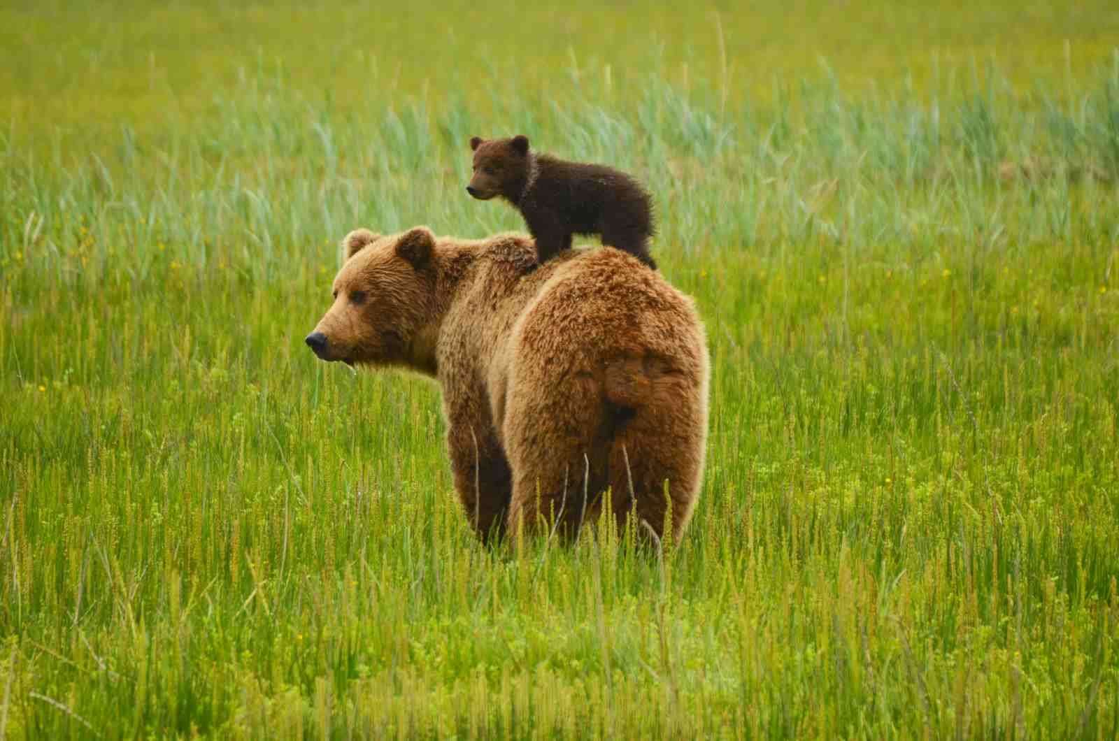 Mama Bear & Cub Meadow Serenity Wall Art